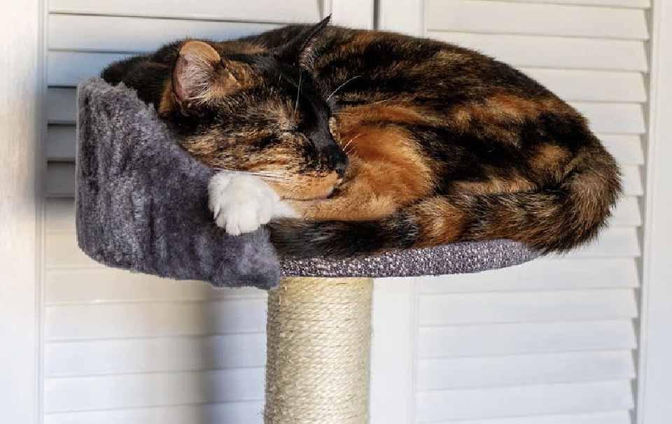 Why Do Cats Like Cat Towers? - AllPetSolutions