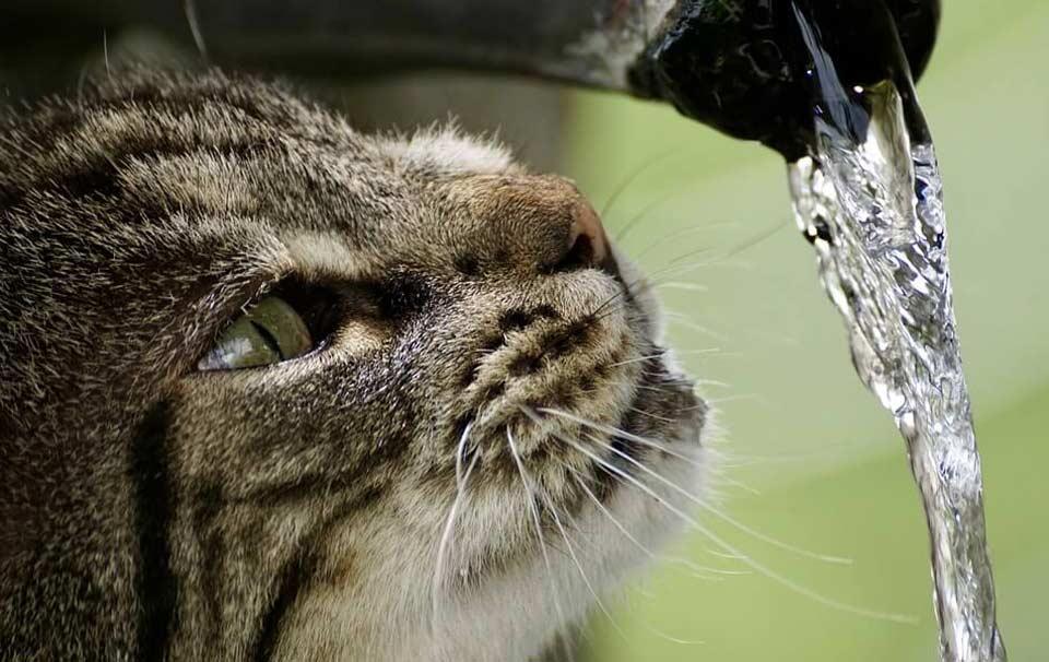Why does my cat like to drink running water? - AllPetSolutions