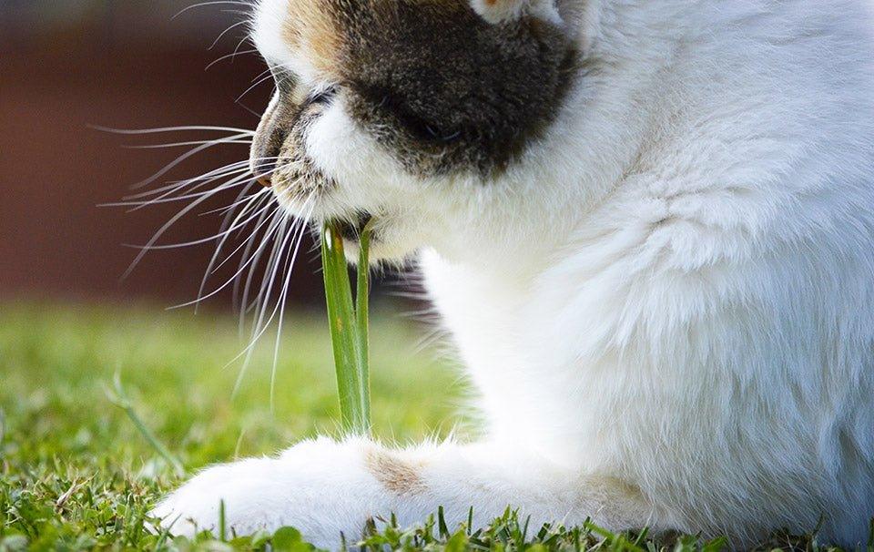 Why is Cat Grass Great for Your Cat? - AllPetSolutions