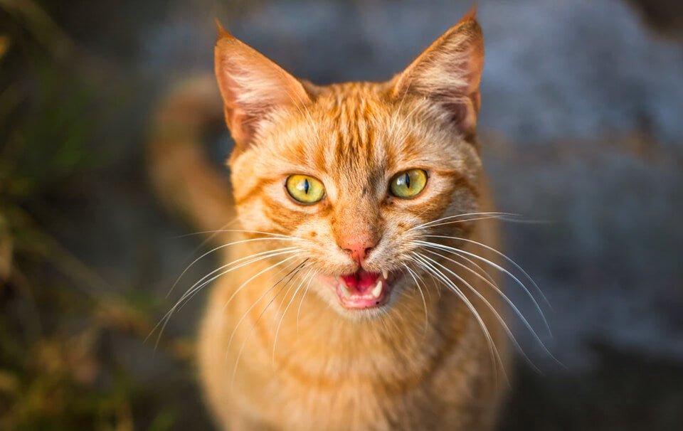Why is my cat meowing so much? - AllPetSolutions