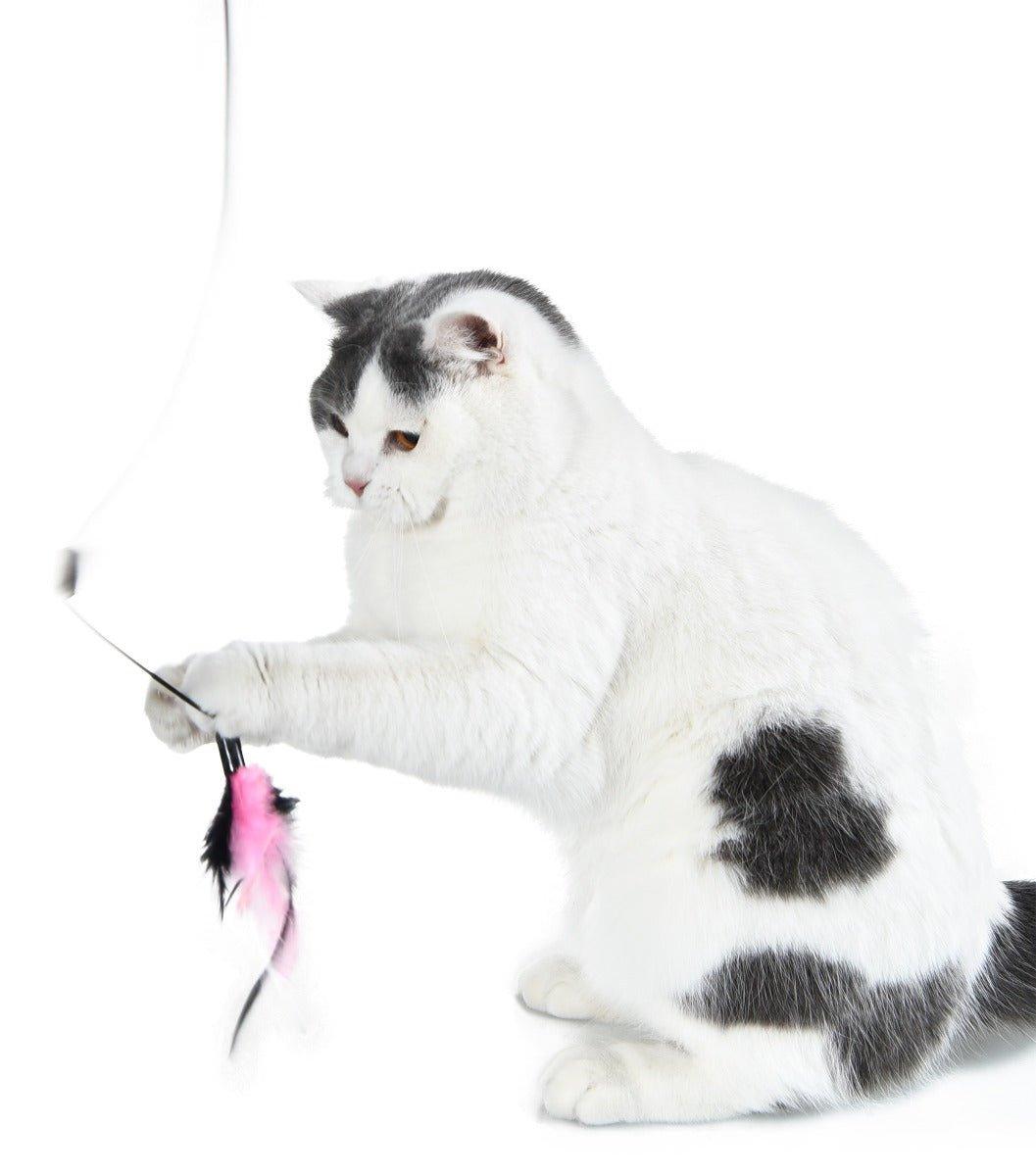 Cat Toys - All Pet Solutions