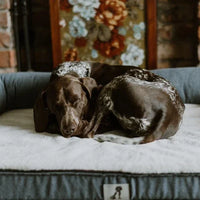 AllPetSolutions Grayson extra large dog sofa bed easing pressure on the spine and joints