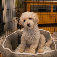 AllPetSolutions exercise playpen for pets, with each panel 91cm in height