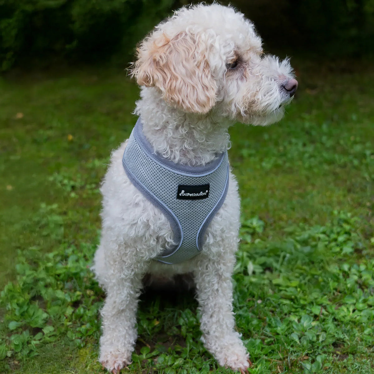 AllPetSolutions dog harness with reflective strip in grey, sizes S to XL