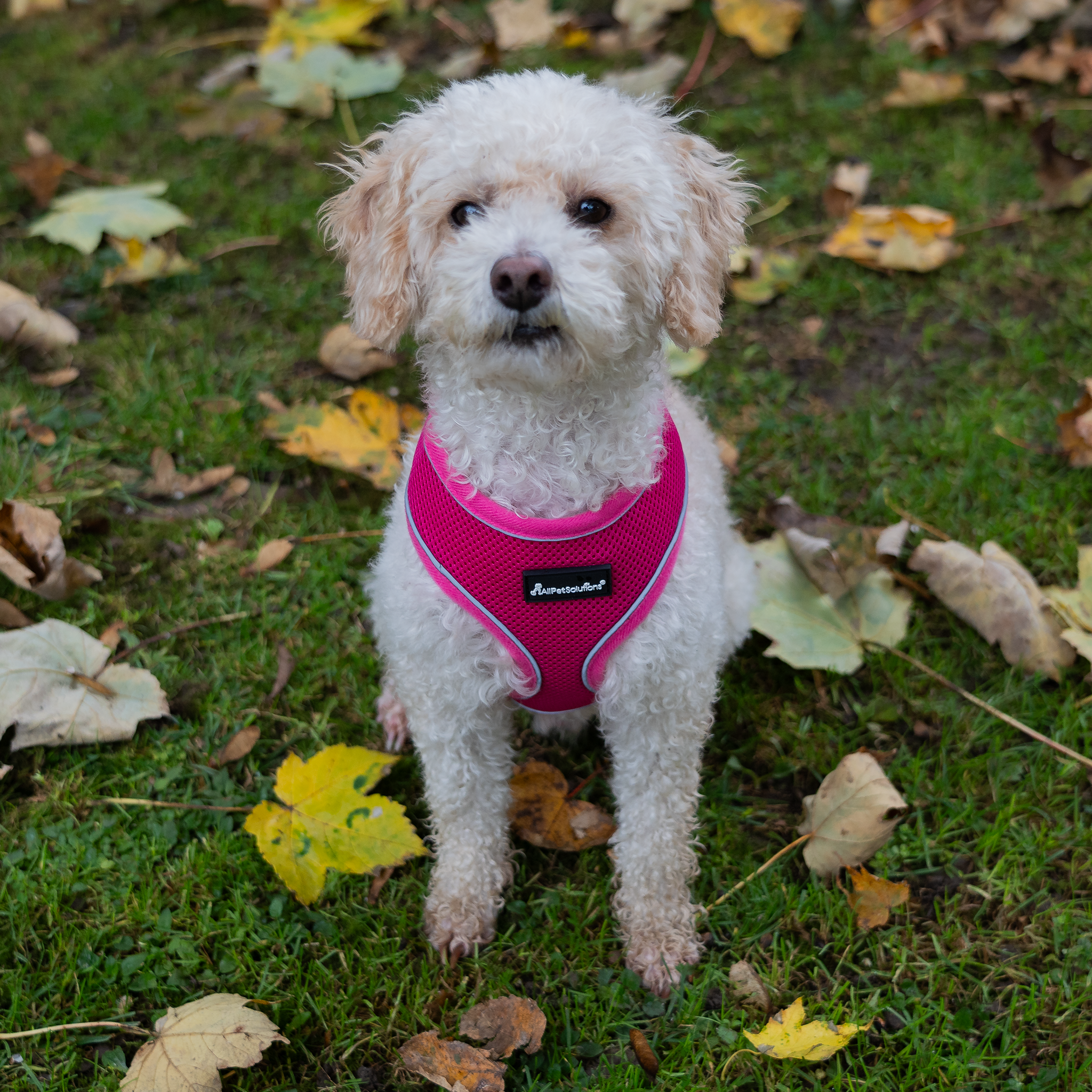 PetSafe EasySport Dog Harness - Adjustable Padded Harness With Control Handle