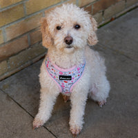 AllPetSolutions reflective strip dog harness in doughnut print, sizes S, M and L