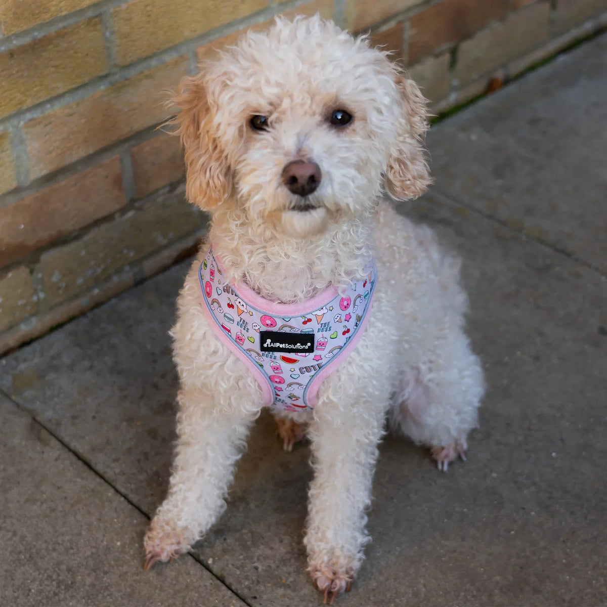 AllPetSolutions reflective strip dog harness in doughnut print, sizes S, M and L