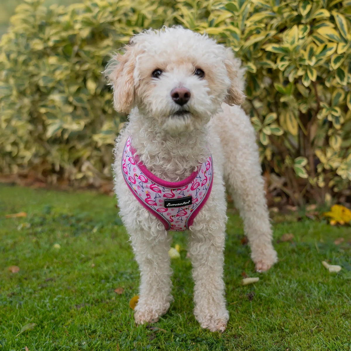 AllPetSolutions dog harness with reflective strip in pink, sizes S, M and L
