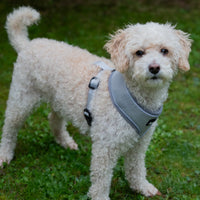 AllPetSolutions grey reflective dog harness worn by a dog