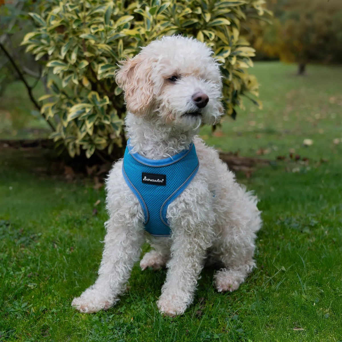 AllPetSolutions dog harness with reflective strip in blue, sizes S to XL