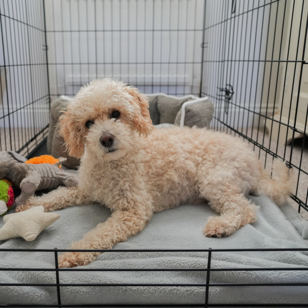 Labradoodle crate size clearance