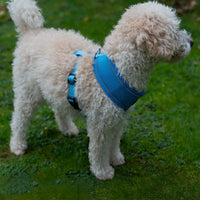 AllPetSolutions blue dog harness reflective strip detail