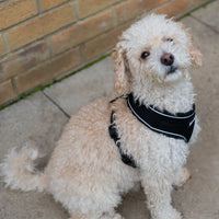 AllPetSolutions black dog harness reflective strip detail