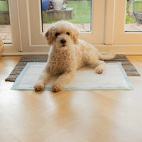 AllPetSolutions puppy pad leak-proof backing detail