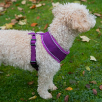 AllPetSolutions purple dog harness reflective strip detail