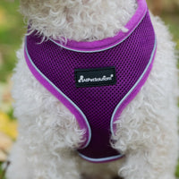 AllPetSolutions purple reflective dog harness worn by a dog