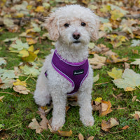 AllPetSolutions dog harness with reflective strip in purple, sizes S to XL