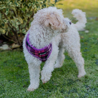 AllPetSolutions purple tartan dog harness worn by a dog