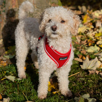 AllPetSolutions dog harness with reflective strip in red, sizes S, M and L