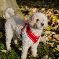 AllPetSolutions red reflective dog harness worn by a dog