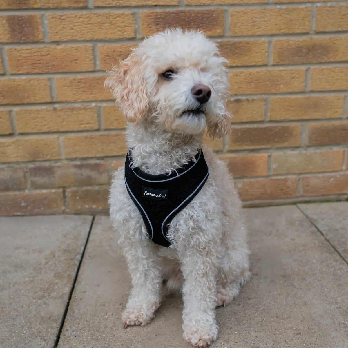 AllPetSolutions dog harness with reflective strip in black, sizes S to XL