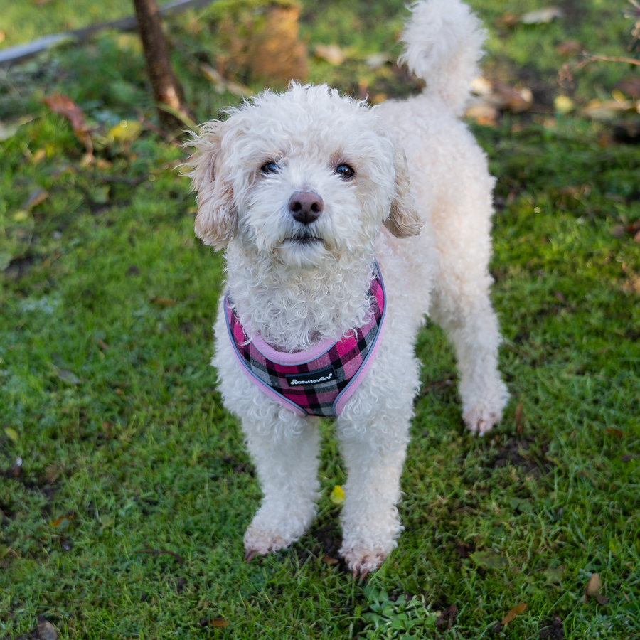 Dog Harness with Reflective Strip in Pink Tartan S M L