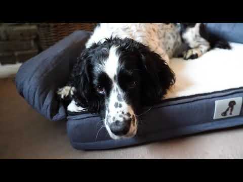 Grayson Luxury Memory Foam Dog Bed L 80x55cm