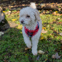AllPetSolutions dog harness with reflective strip in red tartan, sizes S to XL