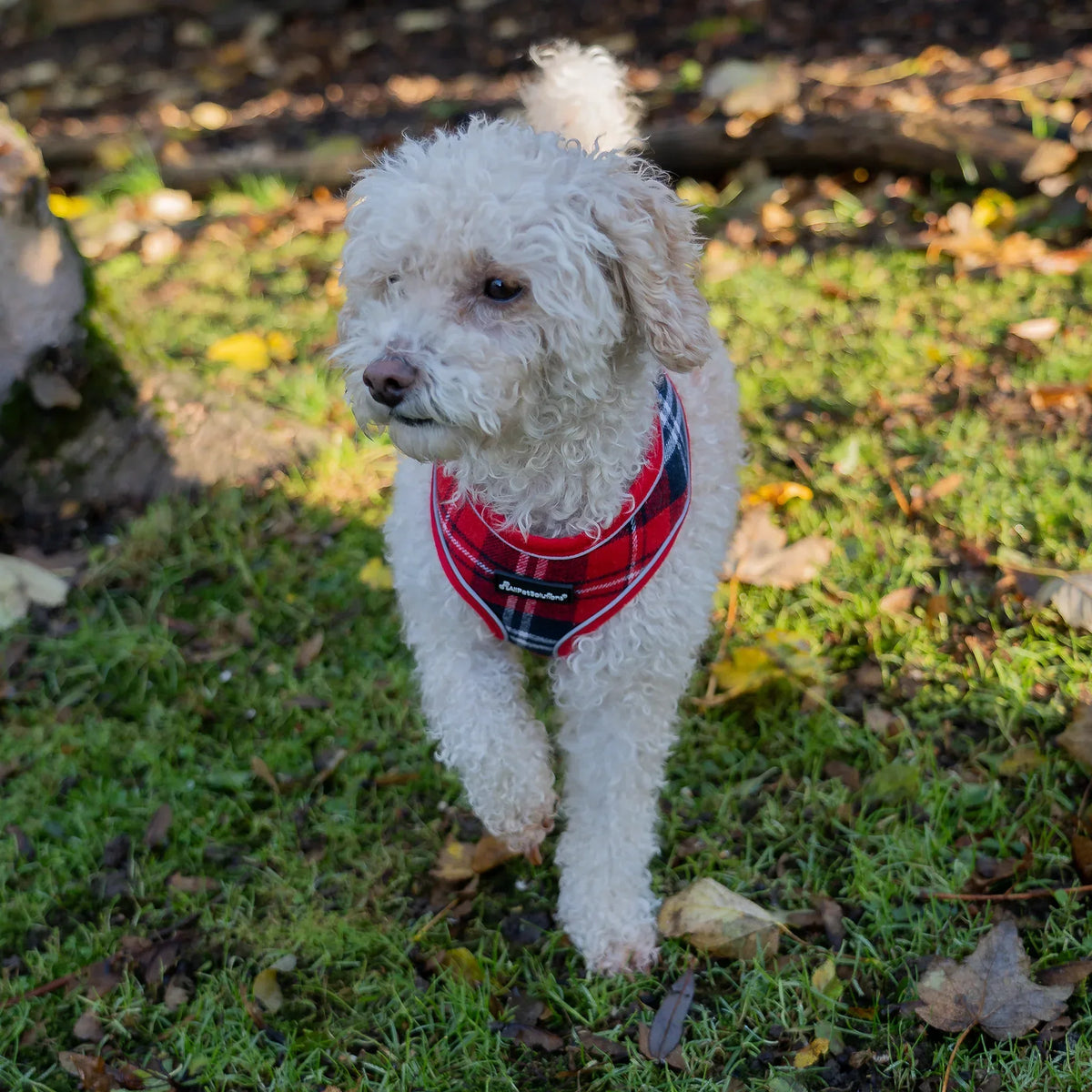 AllPetSolutions dog harness with reflective strip in red tartan, sizes S to XL