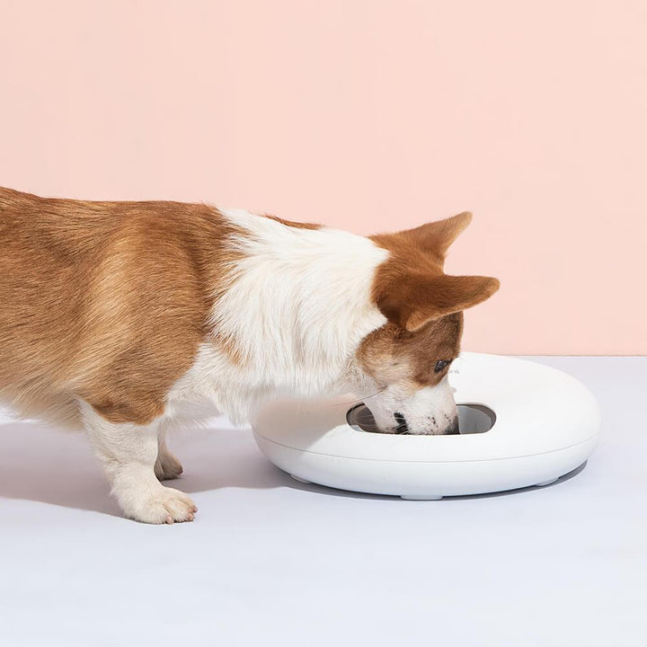 6 Meal Automatic Pet Feeder with LED Timed Settings - AllPetSolutions