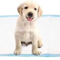 AllPetSolutions medium puppy pads 60 x 40cm in a puppy training area