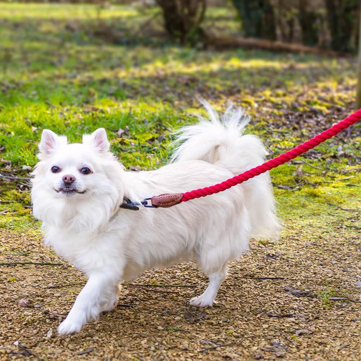 AllPetSolutions Cotton Rope Dog Lead, Red, 120cm - All Pet Solutions