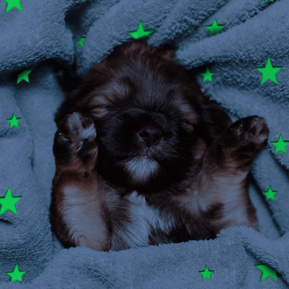 AllPetSolutions Glow in The Dark Fleece Cat & Dog Blanket, Blue - All Pet Solutions