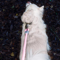 AllPetSolutions green reflective rope lead in use on a walk