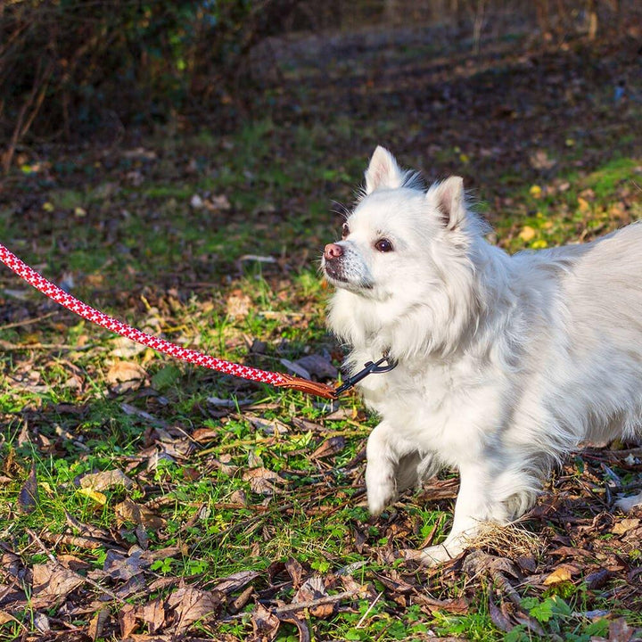 AllPetSolutions Rope Dog Lead, White/Red, 120cm - All Pet Solutions