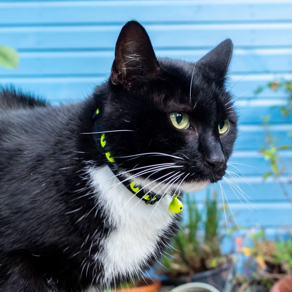 Black and Green Cat Eye Reflective Cat Collar - All Pet Solutions