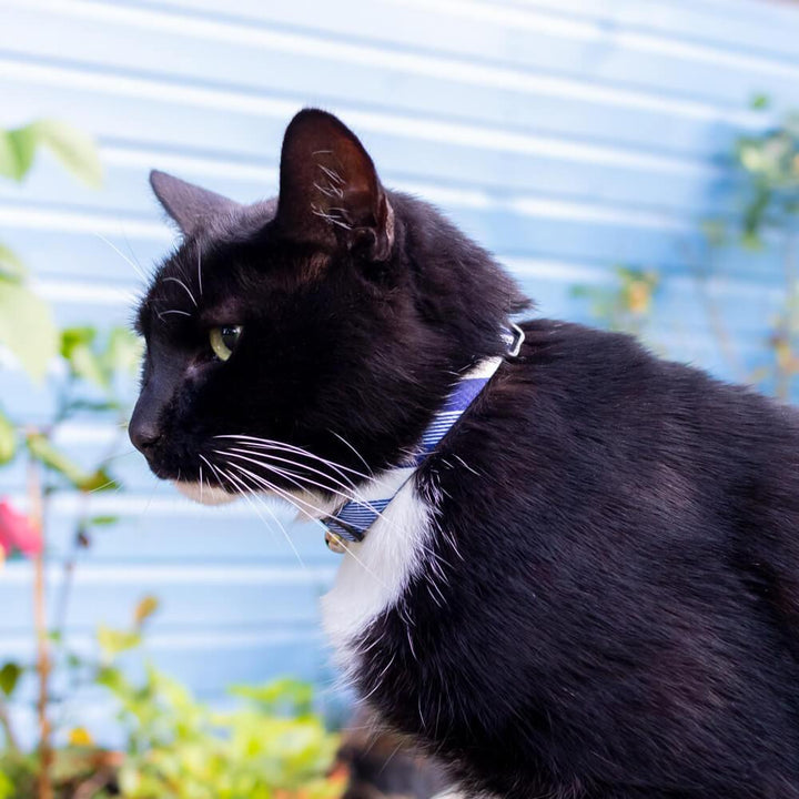 Blue and White Stripes Cat Collar with Safety Release Buckle - All Pet Solutions