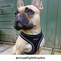 AllPetSolutions black dog harness lead attachment ring detail