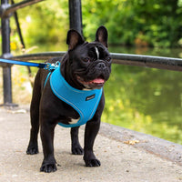 AllPetSolutions blue dog harness laid flat showing its shape
