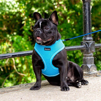 AllPetSolutions blue dog harness size chart from small to extra large