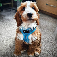 AllPetSolutions blue dog harness padded chest panel detail