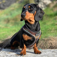 AllPetSolutions camo dog harness size chart from small to extra large