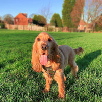 AllPetSolutions camo dog harness in use on a walk