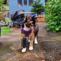 AllPetSolutions purple tartan dog harness in use on a walk