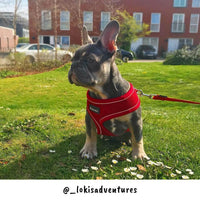 AllPetSolutions red dog harness webbing and stitching close up