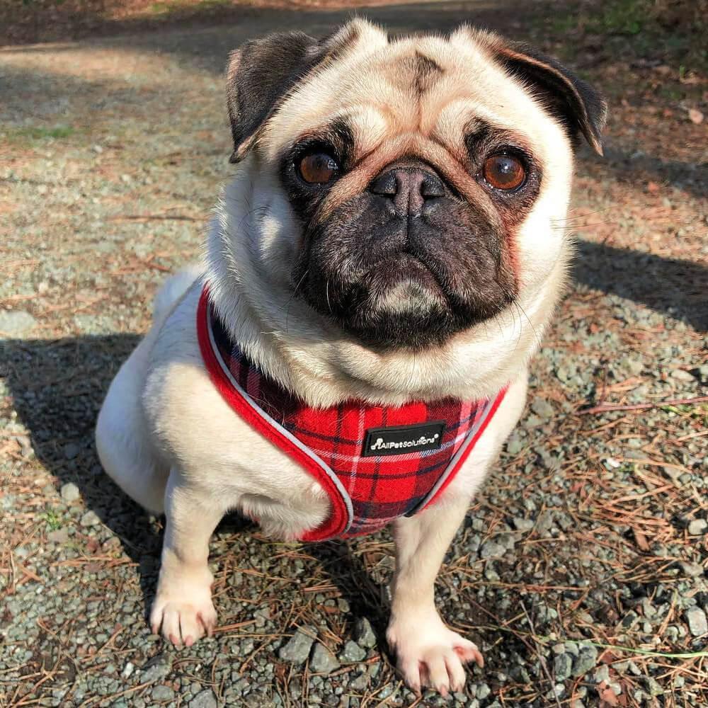 Dog Harness with Reflective Strip in Red Tartan S/M/L/XL - All Pet Solutions