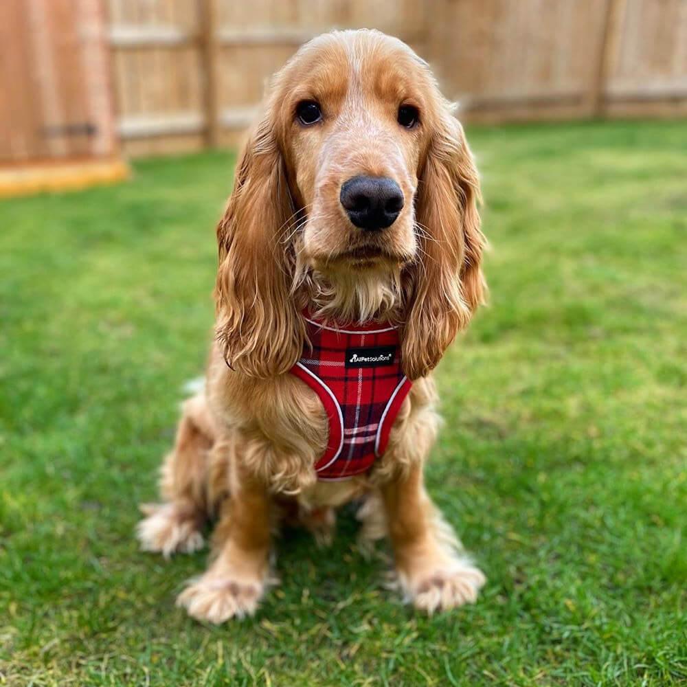 Dog Harness with Reflective Strip in Red Tartan S/M/L/XL - All Pet Solutions