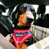 AllPetSolutions red tartan dog harness in use on a walk