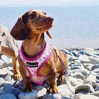AllPetSolutions pink dog harness webbing and stitching close up