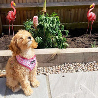 AllPetSolutions pink dog harness underside fastening detail